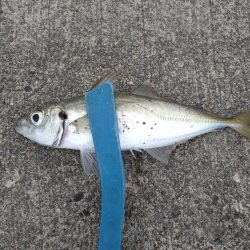 先週のリベンジ